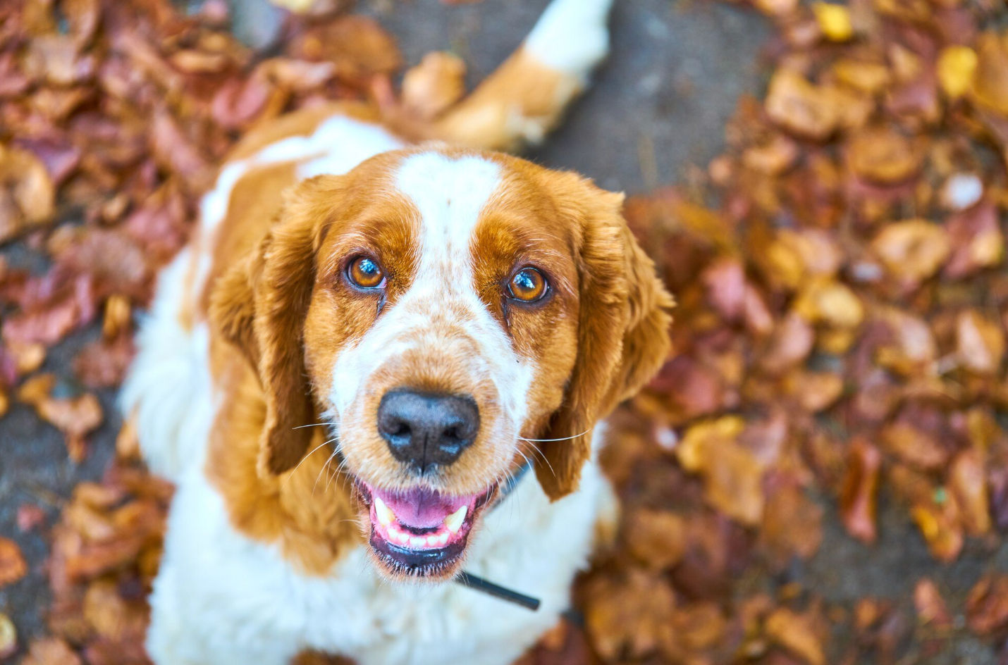 Best Fall Activities to Do With Your Dog on Cape Cod